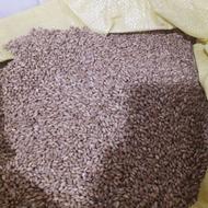 گندم بذری بوجاری شده