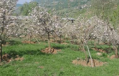 فروش فوری زمین 6000 متر