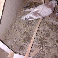 کبوتر سرول کاقتی هستش