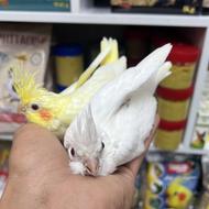 جوجه عروس هلندی سرلاکی و فول رام