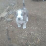 واگذاری توله خراسانی اصیل