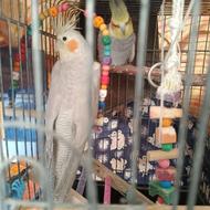 عروس هلندی آماده جفت