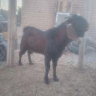 بزغاله نر پاکستانی