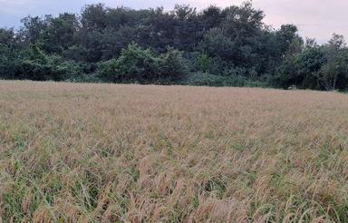 7200 متر زمین کشاورزی باغ شالیزار