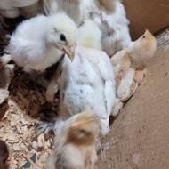 جوجه پا پر سرحال و شیطون کاملا تضمینی یک روزه و یک ماهه