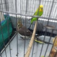 عروس هلندی.