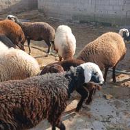 14عدد گوسفند داشتی