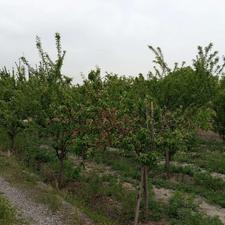 باغ ویلا چسبیده به شهر