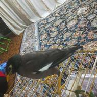 مینا حدود 8ناه است