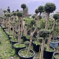 مورت مورد چندکله پیوندی