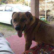 واگذاری سگ نر پیتبول گردین 5 ماه 