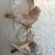 کفتر سینه زرد