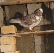 کبوتر پرشی بازی دار