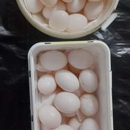 30عدد کفتر نروماده ....