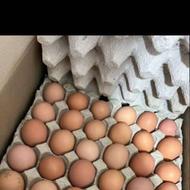 تخم مرغ محلی کلی و جزئی