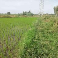 فروش زمین کشاورزی 2750 متر در روستای هشتل