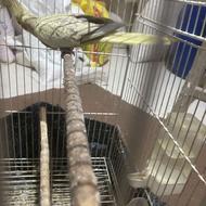 فروش فوری طوطی عروس