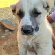 واگذاری سگ آلابای