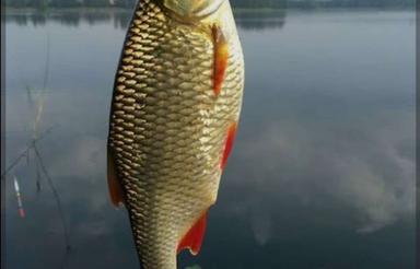 اجاره استخر پروش ماهی به همراه فروشگاه ماهی