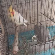 پرنده مولد روی تخم