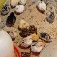 جوجه 25روزه مینیاتوری