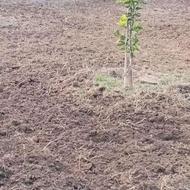 علف تراشی و شخم زنی زمین (کولتیواتور)