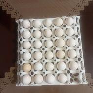 تخم نطفه دار مرغ مینیاتوری