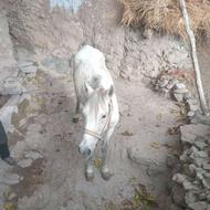 اسب 8 ساله....