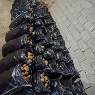 سیب زمینی تازه