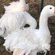 اردک اسراییلی و قوغاز و خروس و مرغ