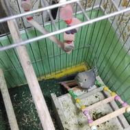 عروس هلندی دستی معاوضه