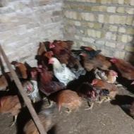 فروش مرغ و خروس محلی