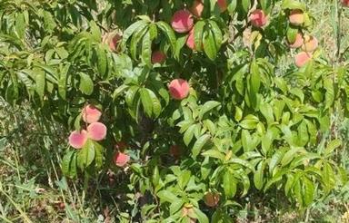 زمین کشاورزی روستا قلیان