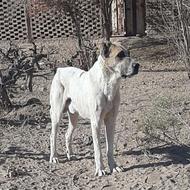 سگ واگذار فوری