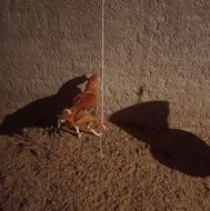 خروس لاری با مرغ لاری