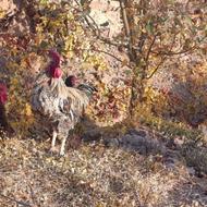 تعدادی مرغ خروس