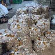 کیوی ریز دوقلو