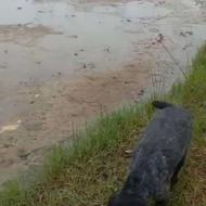 سگ شکاری گمشده