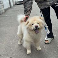 واگذاری چائوچائو