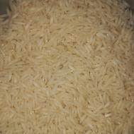 برنج طارم بینام کشت دوم