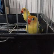 فروش فوری طوطی کوتوله برزیلی