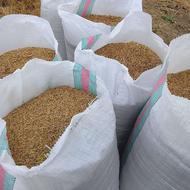 شالی فجر سوزنی 90روزه بذری فروشی 4کیسه