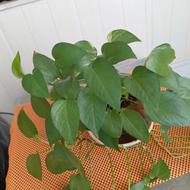 گل پتوس طبیعی