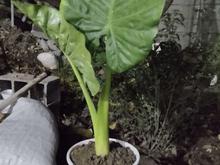 گل بابا آدم سالم وریشه دار در شیپور