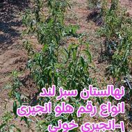 فروش انواع نهال هلو انجیری