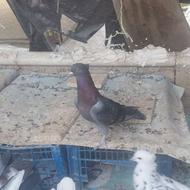 کبوتر زره ایی گردن سرخ نر؛جوان(تهرونی)