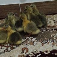 جوجه غاز محلی