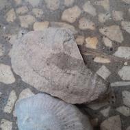 فسیل قدمت دار