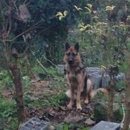 کوته ژرمن 9ماهه واگذاری