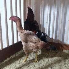 مرغ لاری عالی